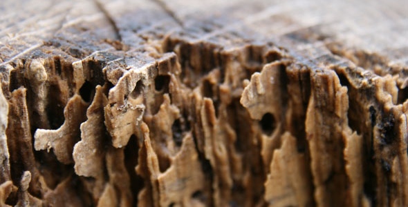 Termite Destruction
