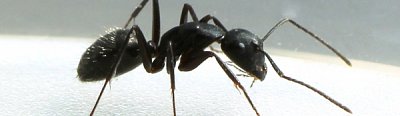 Carpenter Ants