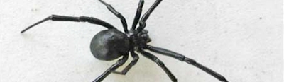 Black Widow Spider