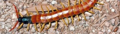 Centipedes & Millipedes