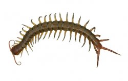Centipedes
