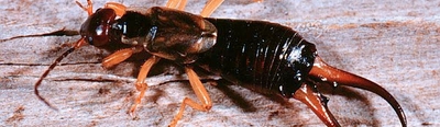 European Earwigs