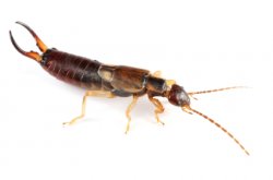 Earwigs