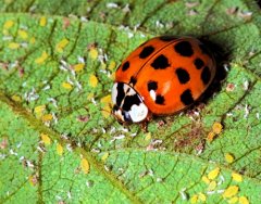 Lady Beetle