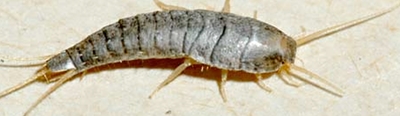 Silverfish & Firebrats