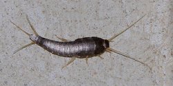 Silverfish